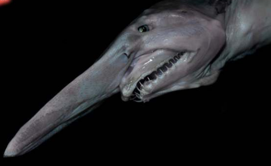 9.精灵鲨,长长的鼻子有没有像巫婆的鼻子?